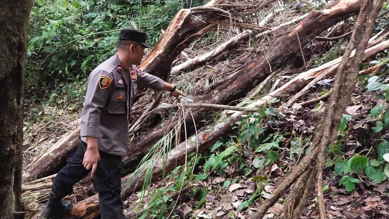 4 Orang Meninggal Dunia Tertimpa Pohon di Hutan Lindung Gunung Cikolak